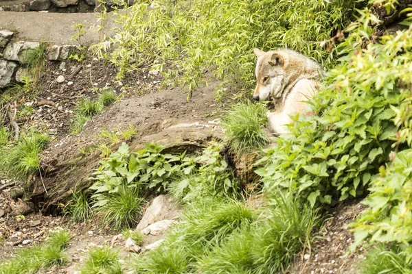 European wolf — Stock Photo, Image