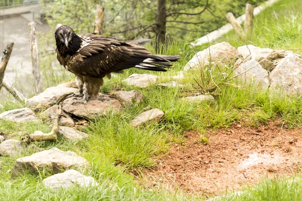 Bearded vulture — Stock Photo, Image