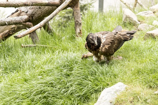 Bearded vulture — Stock Photo, Image