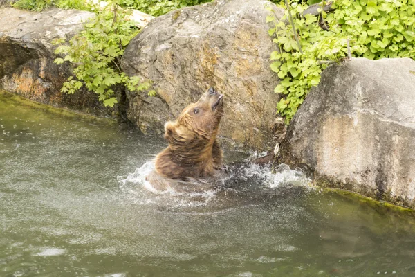 Urso castanho — Fotografia de Stock