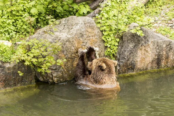 Urso castanho — Fotografia de Stock