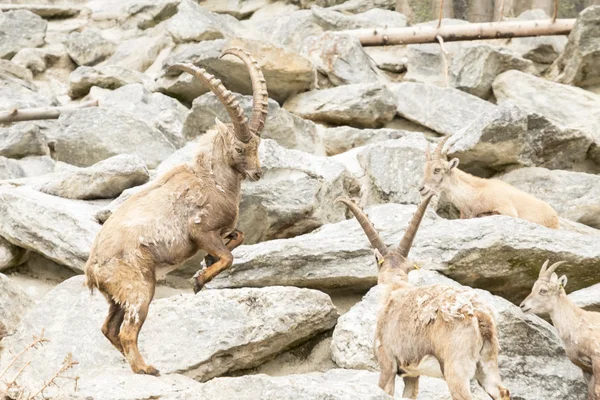 Alpský Ibex — Stock fotografie