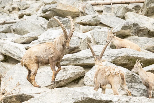 Alpský Ibex — Stock fotografie