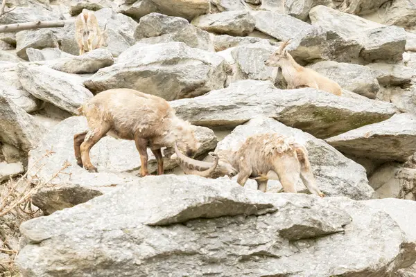 Alpine Ibex — Stock Photo, Image