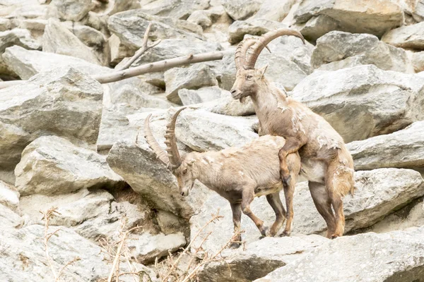 Alpský Ibex — Stock fotografie