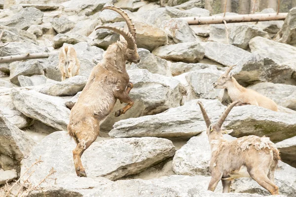 Alpský Ibex — Stock fotografie