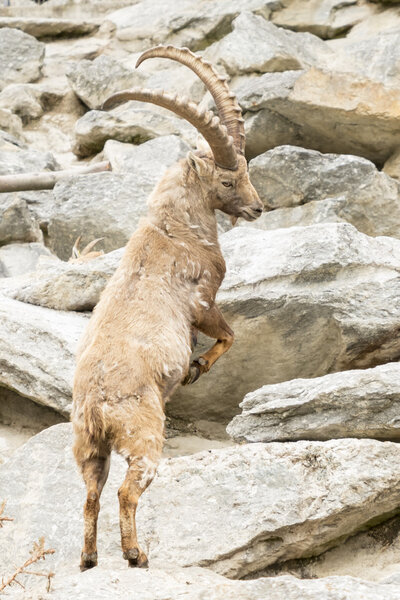 Альпийский ибекс
