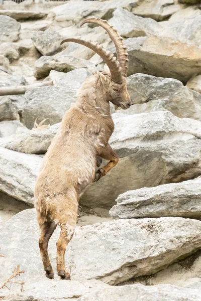 Alpský Ibex — Stock fotografie