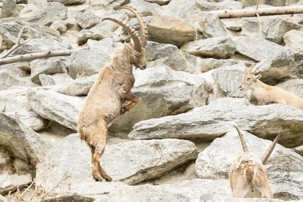 Alpský Ibex — Stock fotografie