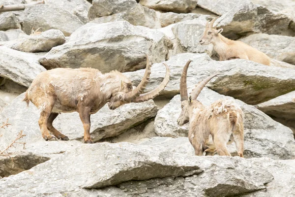 Alpský Ibex — Stock fotografie