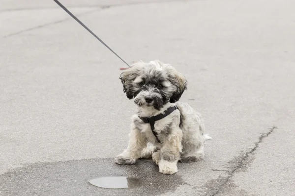 Valp Hund — Stockfoto