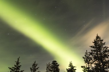 Ağaçların üzerinde Aurora borealis