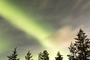 Ağaçların üzerinde Aurora borealis