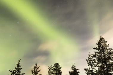 Ağaçların üzerinde Aurora borealis