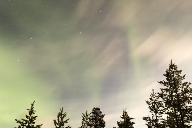 Ağaçların üzerinde Aurora borealis