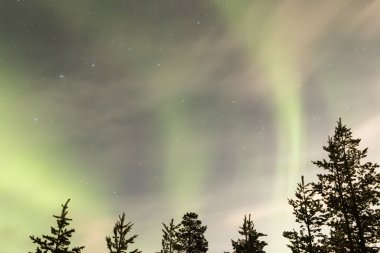 Ağaçların üzerinde Aurora borealis