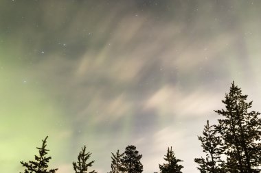 Ağaçların üzerinde Aurora borealis