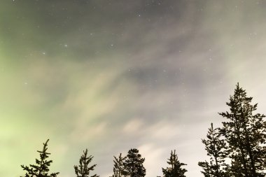 Ağaçların üzerinde Aurora borealis