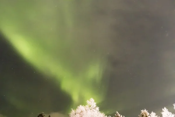 Aurora boreale sugli alberi — Foto Stock