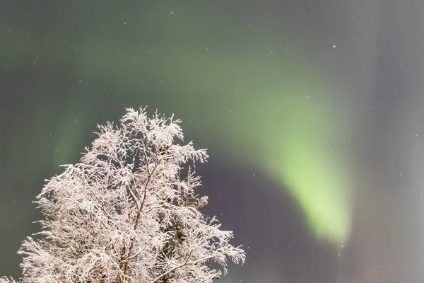 Aurora borealis au-dessus des arbres — Photo