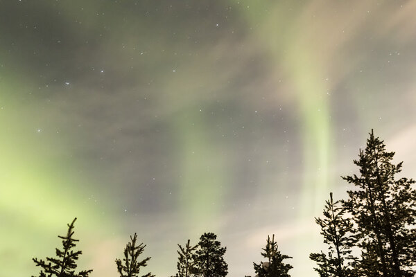 Aurora borealis поверх деревьев