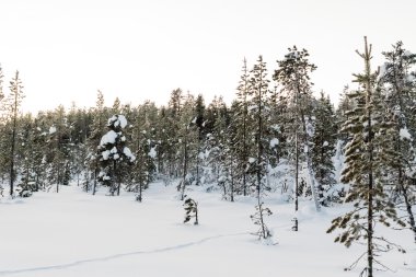 Kiruna Lapland İsveç'te kış manzarası