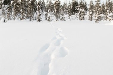 Kiruna Lapland İsveç'te kış manzarası