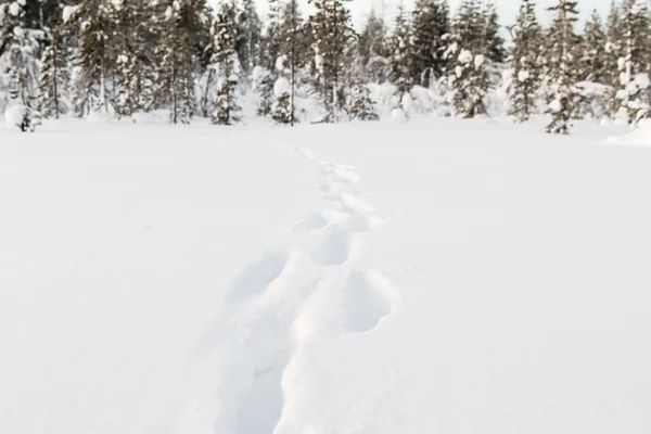 Téli táj Kiruna Lapland, Svédország — Stock Fotó