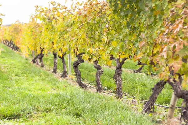 Bir grapeyard satırları