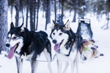 kızak köpeğe atlı kızak
