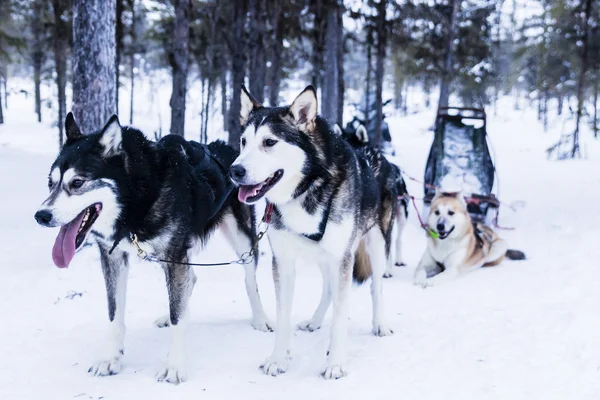 Sleigh op slede honden — Stockfoto