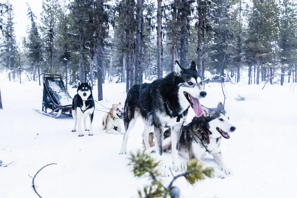 kızak köpeğe atlı kızak