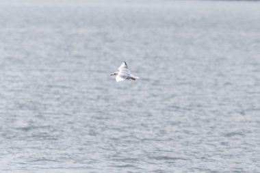 Su üzerinde uçan martı