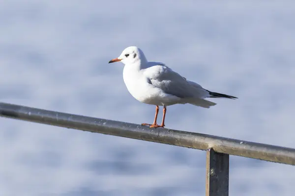 Seagull standing on a metal railing — Stock Photo, Image