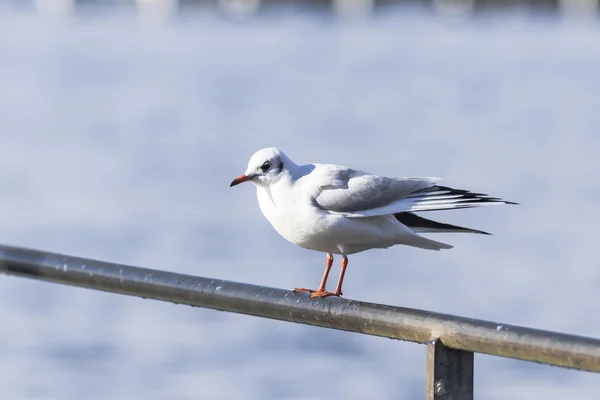 Gabbiano in piedi su una ringhiera metallica — Foto Stock