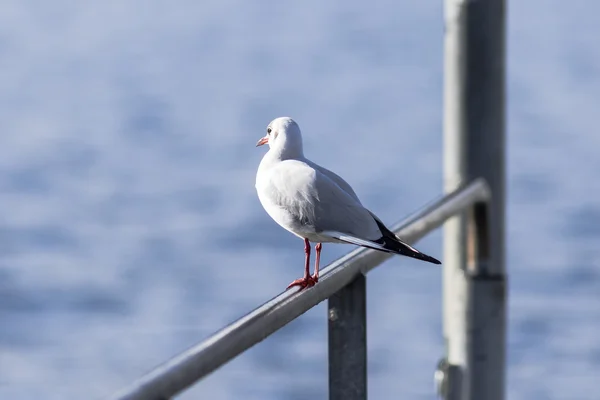 Gaivota em pé sobre um corrimão de metal — Fotografia de Stock