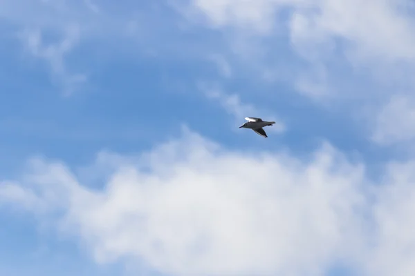 Möwe fliegt am Himmel mit Wolken — Stockfoto