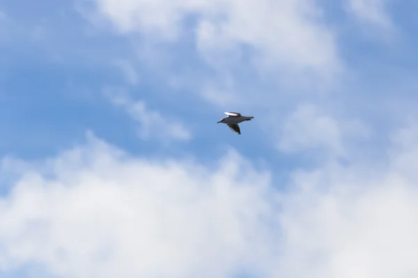 Gaviota voladora en el cielo con nubes — Foto de Stock
