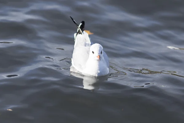 En fiskmås på vattnet — Stockfoto