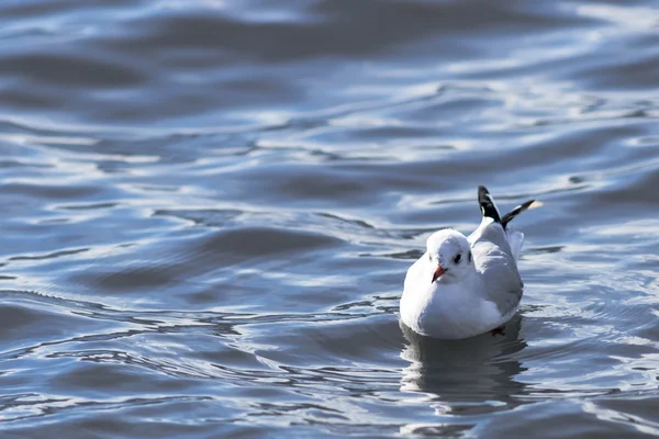 一只海鸥在水面上 — 图库照片