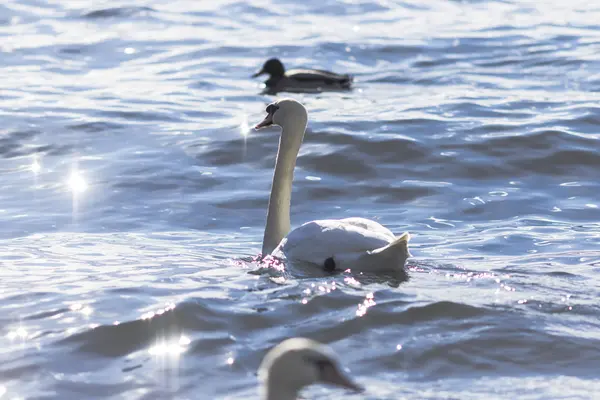 Labuť na modré jezero vody — Stock fotografie