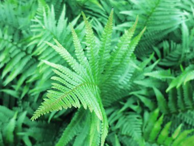 Eğreltiotu yaprağı spiral şeklinde bükülür.