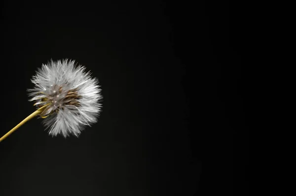 Dandelion บนพ นหล — ภาพถ่ายสต็อก