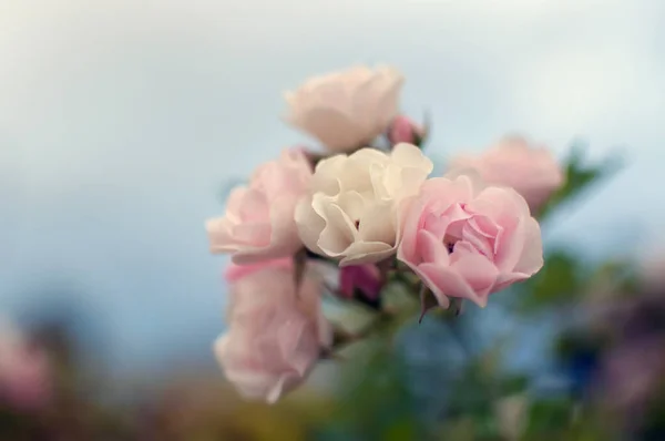 Рожеві Троянди Якому Фокусі — стокове фото