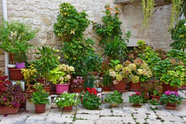 Mavi Şehir Casamassima 'nın sessiz bir avlusunda taş duvar boyunca dizilmiş renkli saksı bitkileri koleksiyonu. Canlı bir yeşillik ve çiçek gösterisi büyüleyici ve doğal bir kompozisyon oluşturuyor..