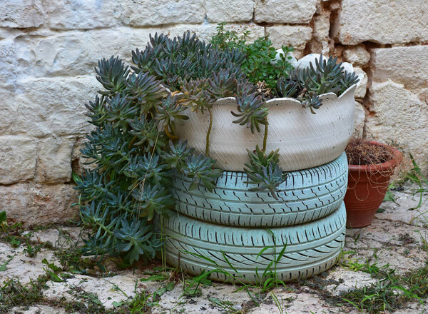 Garden detail in Casamassima, the Blue Town, with a creative planter made from painted recycled tires filled with lush succulents, set against a rustic stone wall that enhances the Mediterranean charm.
