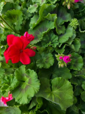 Parlak kırmızı sardunya çiçeği (Pelargonium) bir bahçe bitkisinin yeşil yaprakları arasında çiçek açar. Popüler süs çiçekleri genelde balkonlar, bahçeler ve dekoratif bitkiler için kullanılır..