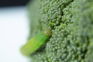Yeşil brokolili yeşil lahana solucanına makro fotoğraf.