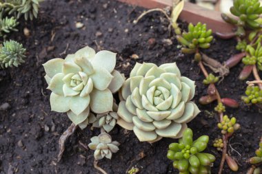 Kırmızı bir tencerede geometrik spiral desenli bir çift yeşil sulu çiçeğe yakın. Doğa, bahçe ve moda konsepti