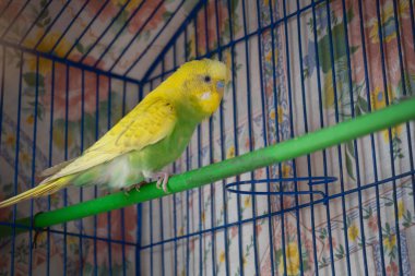 Yeşil ve sarı muhabbet kuşu yeşil bir çubuğun üzerinde arkasında çiçek desenli bir kumaş olan mavi bir kafese konur..